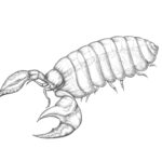 A bug, semi-transparent, about as foot long, with the body of a wood louse and the claws of a deathwatch scorpion.